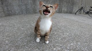 必死で何かを訴えてくる野良猫