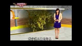 黑金帝國傳奇 - 聚焦阿布達比、杜拜