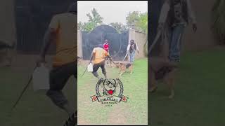 Philmart puppy development centre(Ppdc).. Best of the best.. #kisumufinest @highlight