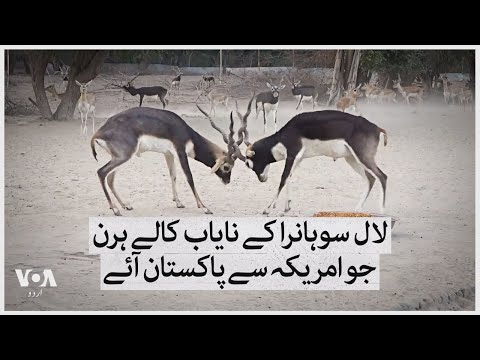 The rare blackbucks of Lal Suhanra that came to Pakistan from the U.S. | VOA Urdu