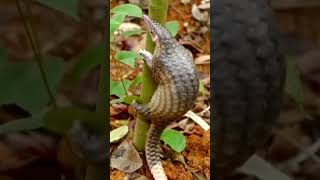 terenggiling (Manis javanica)