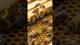 The Secret Geometry of Honeybees: Nature's Engineering Marvel! 🐝✨