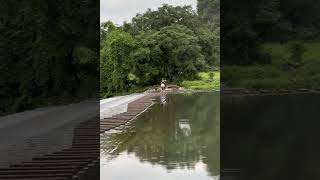 LOL Look At These Funny Dogs Try Not To Laugh Funny Dogs Moments 🐶😂😂 -EPS1139 #funnydogs