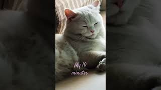 #leo #leocat #cat #thewhitelion #leothelion #cute #love #catlover #cutecat