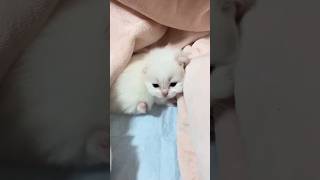 cute babies ❤️😻 #cat #kittenmusic #cuteanimal #catlover #musiccat #cutepet #shorts #viralvideo