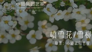 三月下雪，你要来玩吗？还有漂亮的小姐姐一起哦～
