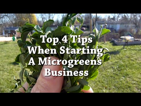Microgreens Business: My top 4 tips when starting out