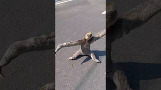 The terrifying sloth