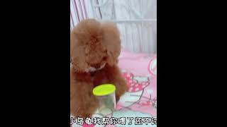艾米和猫弟非说妈妈把小乌龟饿晕了，妈妈百口莫辩谎言还被揭穿了 #007