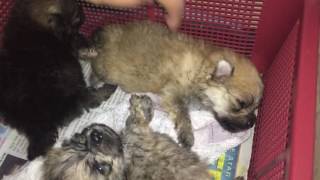 1 week baby axel, baby arex, baby alexi