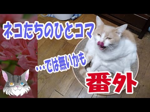 ネコたちのひとコマ…？・番外