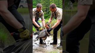 Snake Attacks Black Heron 🐍| #zoomwild #viralshorts