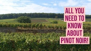 What Makes Pinot Noir so Special?