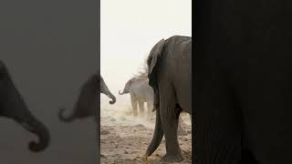 #NywildAnimalsnatury#WildAnimalsnatury#WildAnimals #Wildlife #NatureLovers#MountainSplit #EpicNature