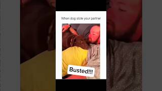 Dogs being idiots part 197: Dogs stole your partner #funnydog #funnypet #cutedog #dog #pets #shorts