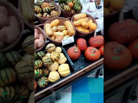 Auyama americanas