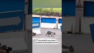 weak mama cat is begging to save her kittens. #animalrescue #cat #catrescue