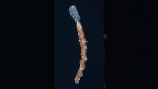 Will deep sea mining kill sea life? #deepseamining #environment #energy