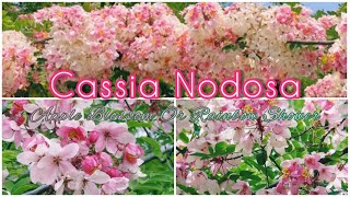 Cassia Nodosa (sub-specie of Cassia Javanica) - Relative of our common Amaltas