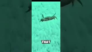 Things you were never meant to see #shorts #memes