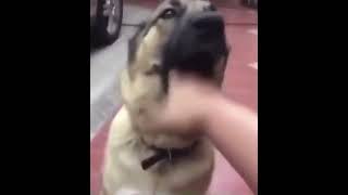 Aye gtfo of here funny dog video