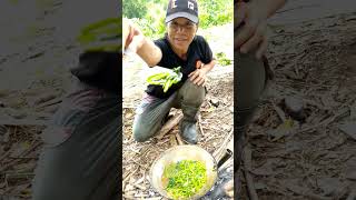 Tangkung guisado #shortvideo #bukidlife