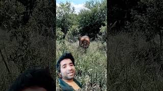 #lion #thelionwhisperer #lionlion #wildlife #animals #lionhunt #lionhunters #lionslife #safari #