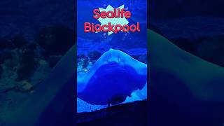 Sealife Blackpool 🐠 #sealife #sealifeBlackpool #marinelife #oceanlife #daysoutwithkids #blackpool