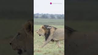 Why Lions don't actually live in the jungle? #facts #venomouscreature #junglelife #wildlife #animals