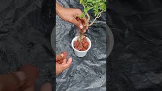 [#treelove#gardening#plantlovers#shots ]