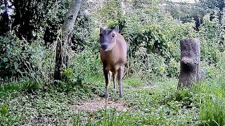 Wild Garden Diary July 26th-27th