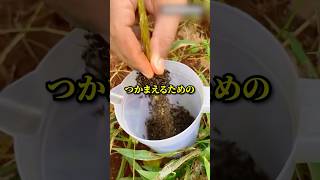大量のアリをつかまえる理由