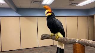 Home Safari – Rhinoceros Hornbill Terri – Cincinnati Zoo