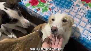 19、给老登上点强度#萌宠出道计划#萌宠日常记录#萌宠vlog#动物的迷惑行为#我的日常vlog