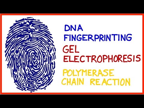 DNA Fingerprinting, Gel Electrophoresis, Polymerase Chain Reaction (PCR)