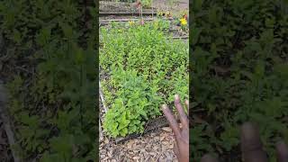 how to control invasive herbs #summergarden #garden #diygarden #gardenstyle