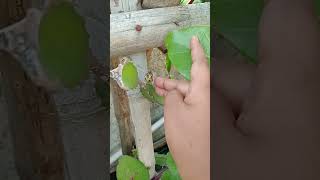 #dreamlife #flowers #flowergardening #garden #viral #nature #dragonfruit #youtubeshorts 🍑🍑