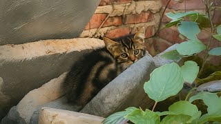 [Rescue cat] Come, I'll help you! I took a lonely stray cat who had lost its front legs and tail ...
