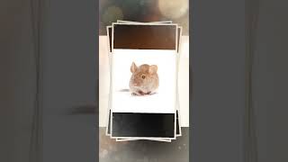 चूहों 🐀 के बारे में 5 रोचक #shorts #facts #factsinhindi #top5 #mouse #mice #small #thief