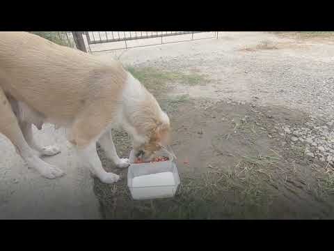 Feeding a Stray Dog - Memberi Makan Anjing Kampung Jalanan
