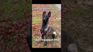 wasn't expecting this when I adopted a Belgian malinois #dogs #rescuedog #belgianmalinois
