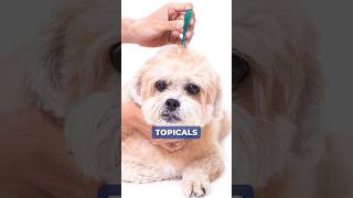 Parasite problem? There are numerous solutions to help your pet. #petadvice #petcare #veterinarian