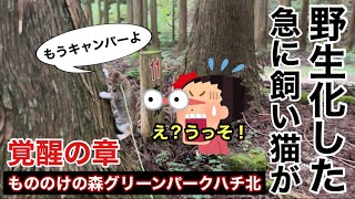 暴徒化！？もののけ姫？もののけの森でキャンプしてたら起きた…飼い猫が急に野生化しだした現象について