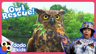 This Owl Is Trapped On The Ground And Needs A Rescue! | Dodo Kids | Rescued!