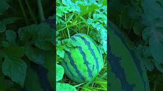 #whater Milan 🍉😘#shortvideo #fruitvideos #fruits #viralvideo #frutas