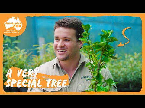 Chandler tours the Zoo gardens | Australia Zoo Life