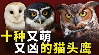 世界10种最凶猛又可爱的猫头鹰 ，第6位会学狗叫的猫头鹰，第4位会下河抓鱼