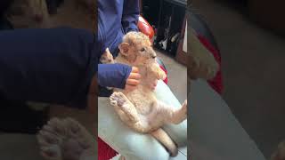 🦁🦁🦁WOW!!! so adorable lion cub  #lioncub  #lion #kitten #foryou #cute #kitty #adorable
