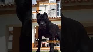 Fearless dog in the world #wildbeasts #wildbeast#shorts#virl