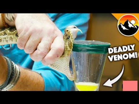 [Top 5 Ever dangerous snakes In the World] #snake #reptiles #reptile #sankebite #reptilebite #usa